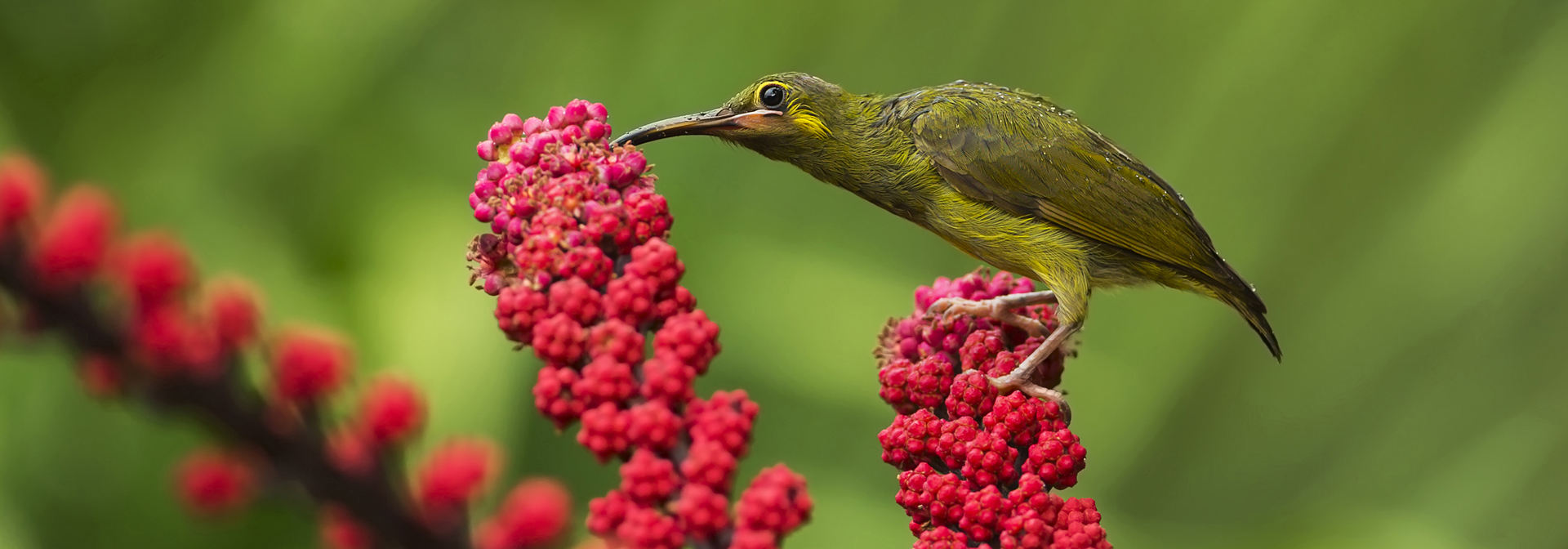 kinabalu national park_fugl_01