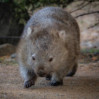 Wombat