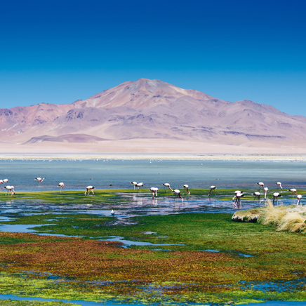 Atacama Vulkan Flamingo