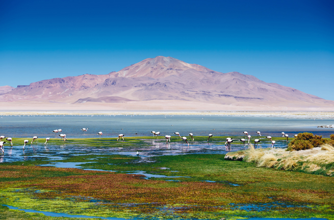 Atacama Vulkan Flamingo