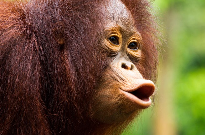 Indonesien - sumatra_bukit lawang_orangutang_06