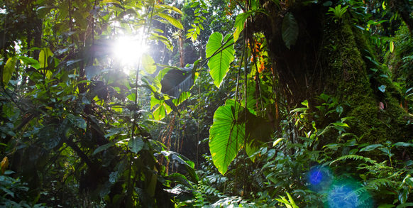 colombia - colombia_sierra nevada_teyuna_ciudad perdida_lost city_01