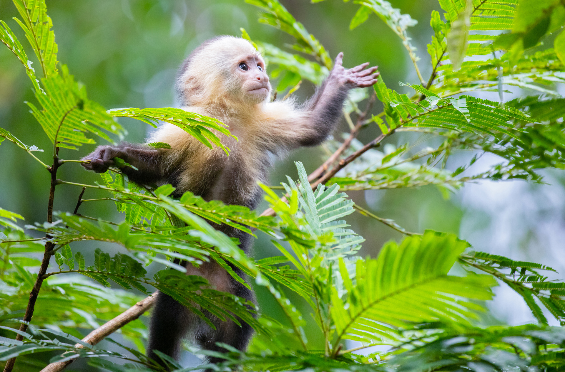 costa rica - Tortuguero_kapucinerabe_01