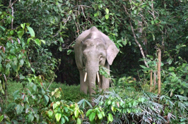 Borneo pygmy elephant ~ Peter Lange