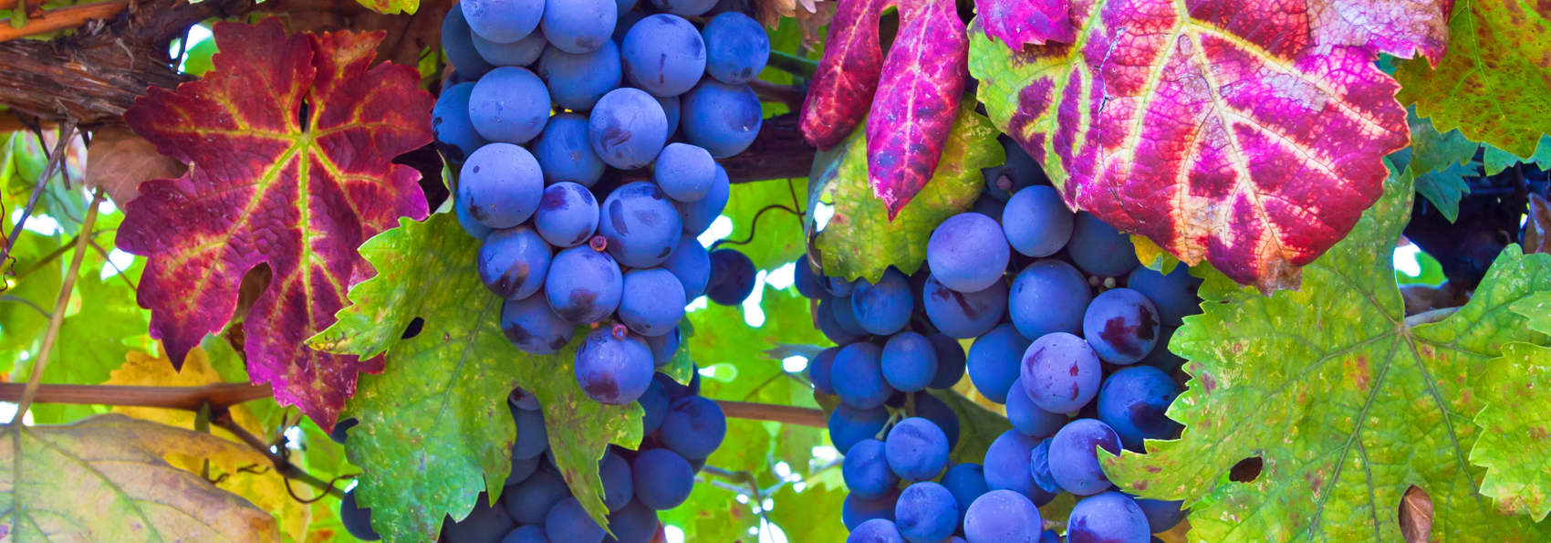 usa - californien_napa valley_vindrue_01