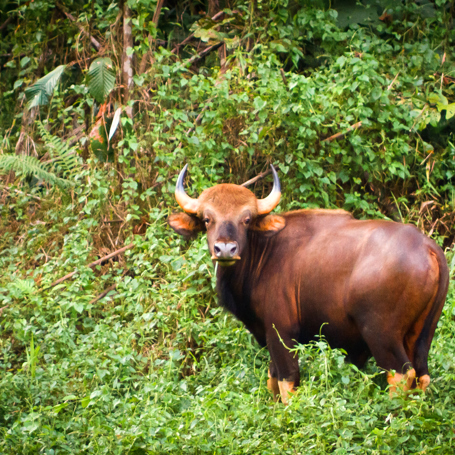 thailand - khao sok national park_dyreliv_03
