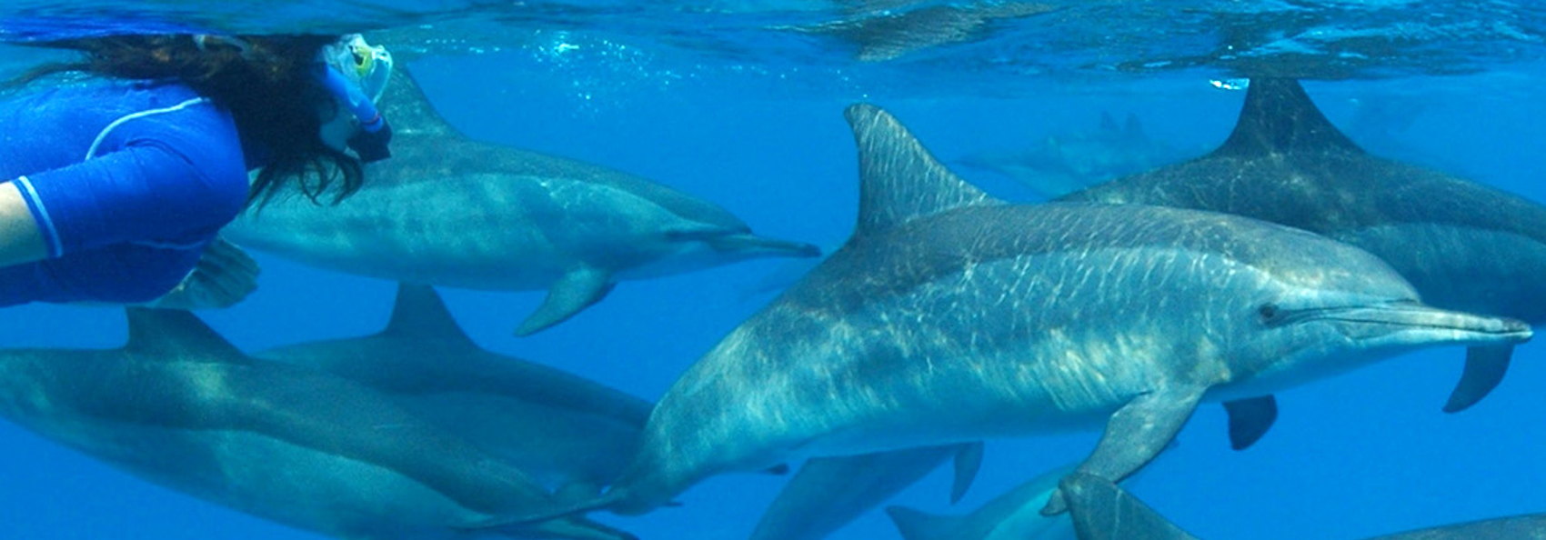 mauritius - mauritius_delfin_03