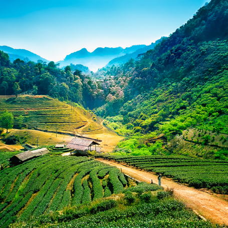 thailand - chiang mai_te plantage_01