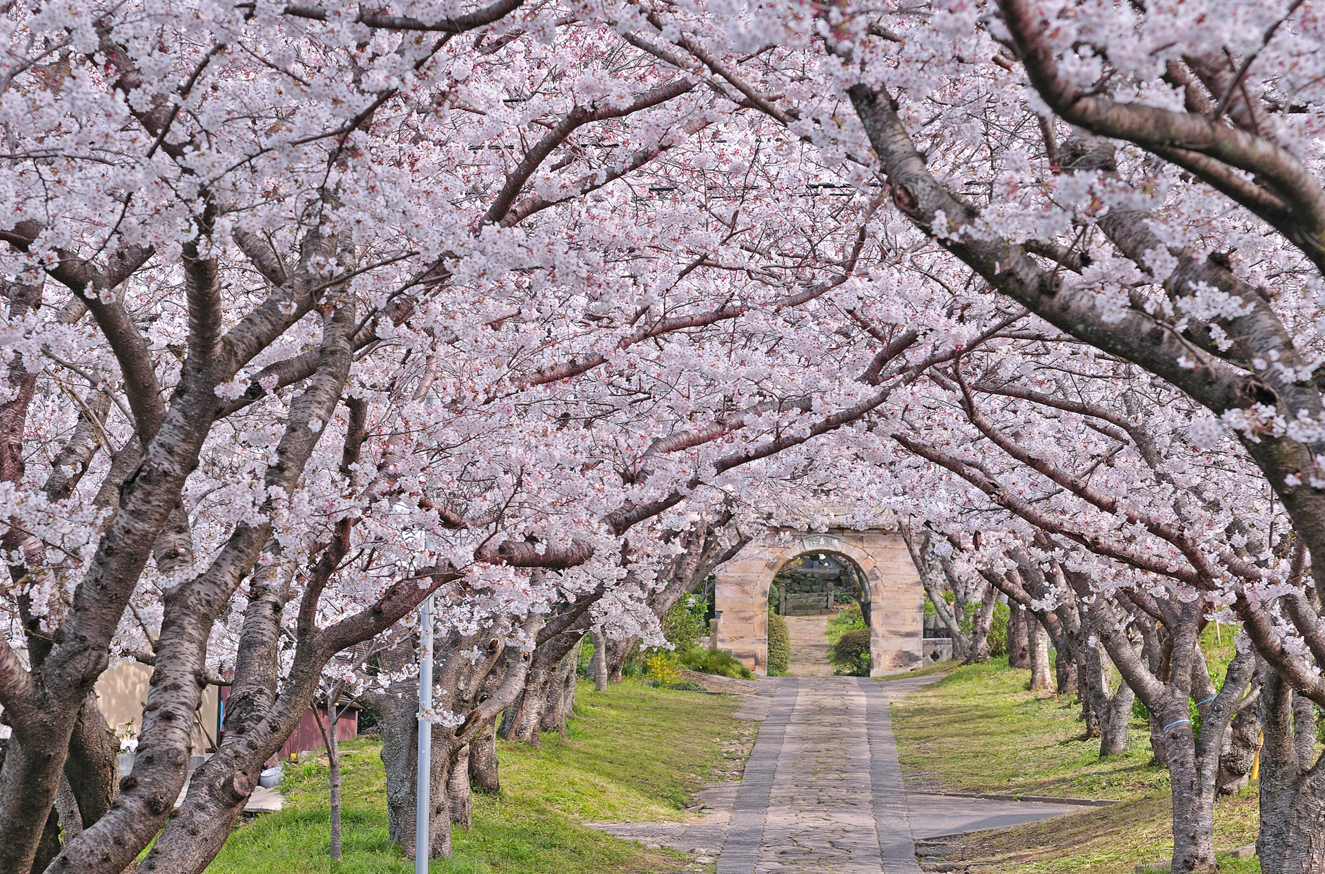 japan - japan_sakura_kisebaertrae_04