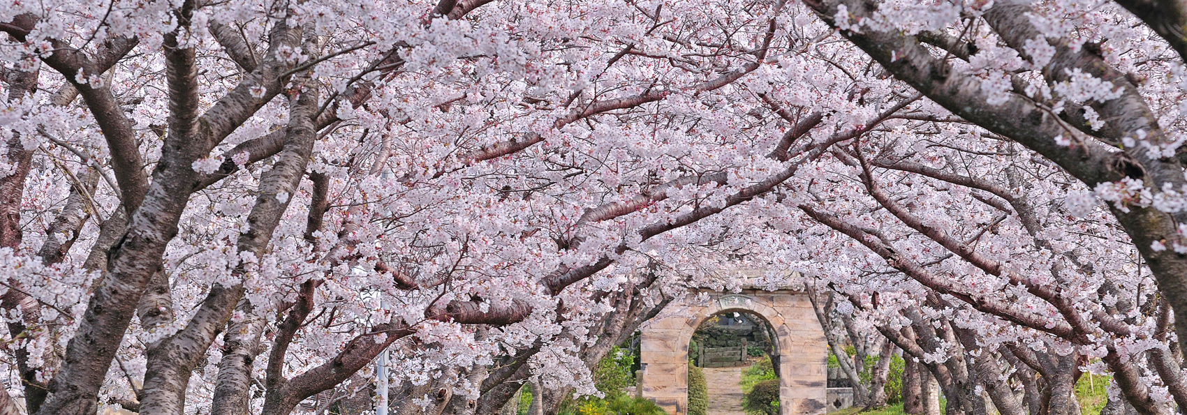 japan - japan_sakura_kisebaertrae_04