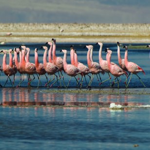 Atacama Chaxa Laguna 02 (1)