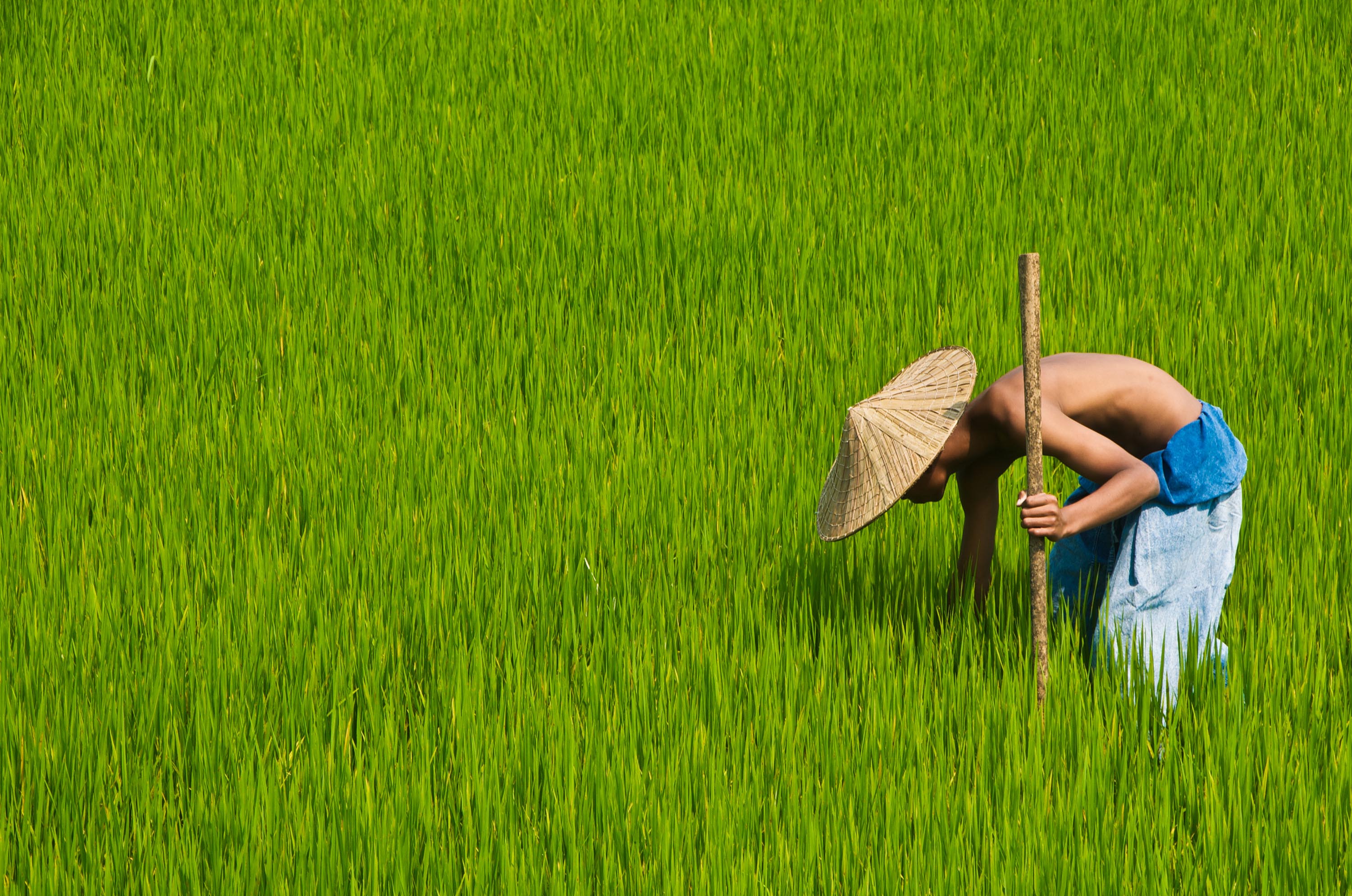 thailand - thailand_rismark_farmer_01