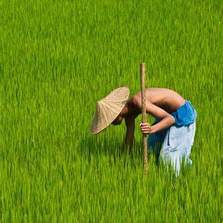 thailand - thailand_rismark_farmer_01