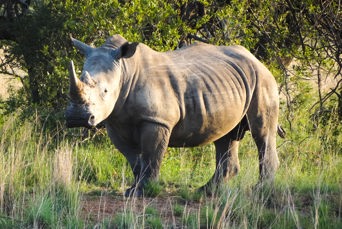 sydafrika - sydafrika_natur_naesehorn_02