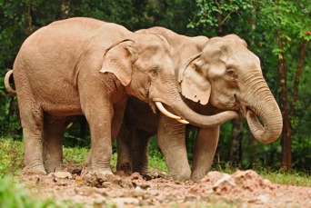 thailand - khao yai national park_elefanter_01