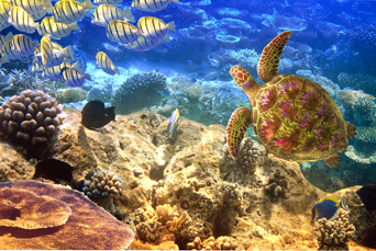 mauritius - mauritius fisk