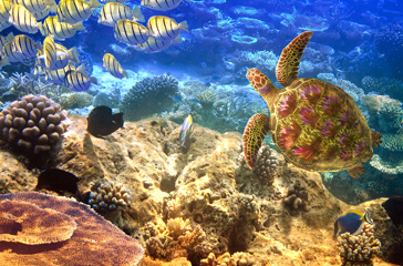 mauritius - mauritius fisk