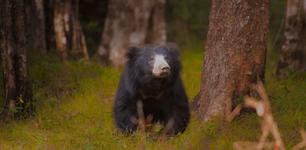 Wilpattu National Park Læbebjørn