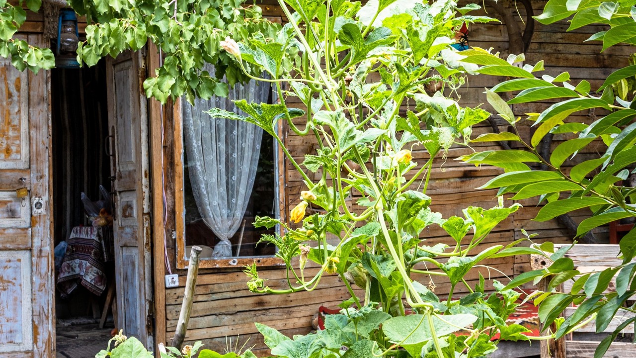 Armenia Areni Village Wooden Hut In Green Garden Horizontal