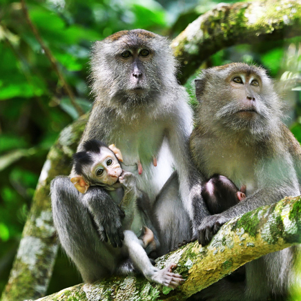 malaysia - Taman negara_abe_01