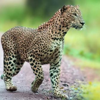 Leopard I Wilpattu Nationalpark Mahoora Wilpattu By Eco Team