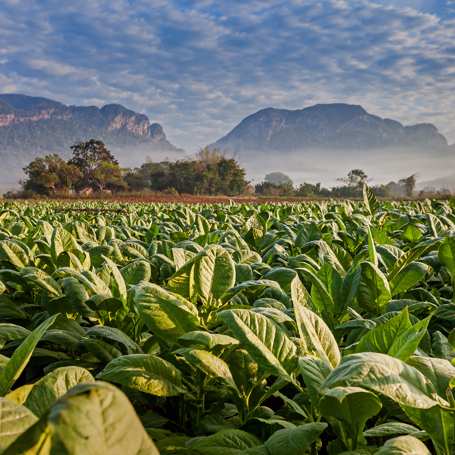 cuba - vinales_udsigt_09