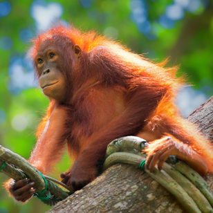 sepilok_orangutan centre_12