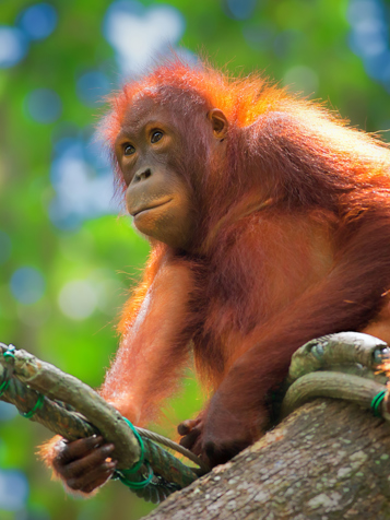 sepilok_orangutan centre_12