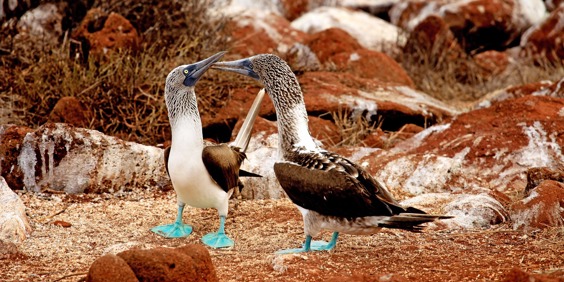 galapagos_fugle_blue footed booby_11