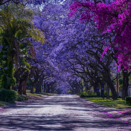 Sydafrika Pretoria Jacaranda Træer Blomstring