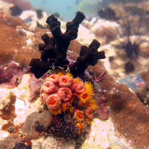 malaysia - langkawi_koralrev_01