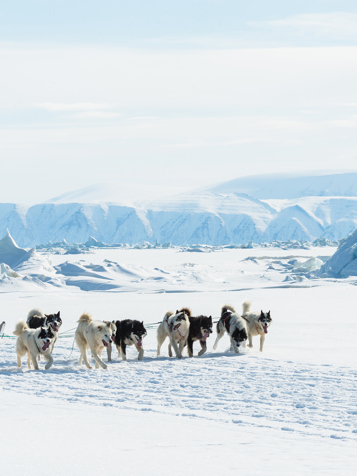 hund_08
