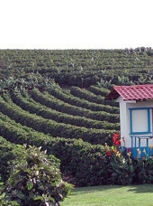 costa rica - doka kaffe_02