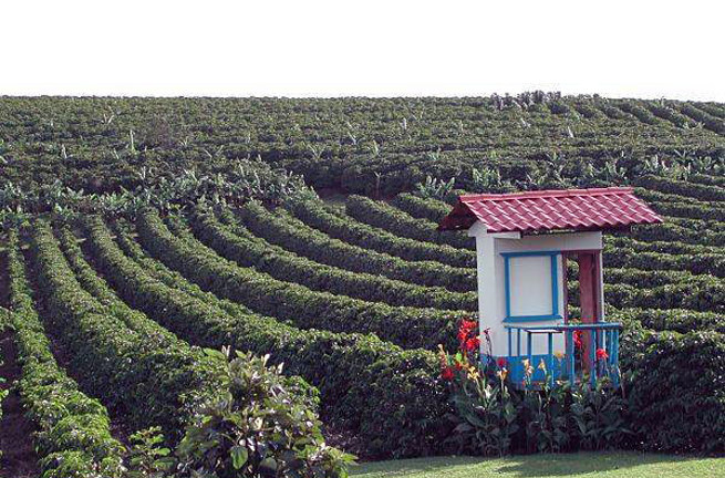 costa rica - doka kaffe_02