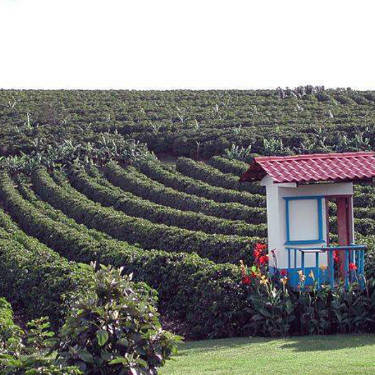 costa rica - doka kaffe_02