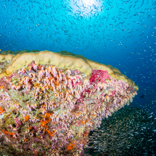 Koh Chang Snorkling Koral