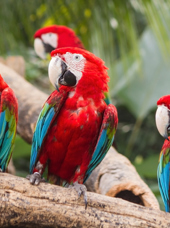 costa rica - papegøje scarlet macaw_01