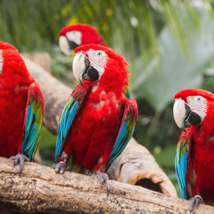 costa rica - papegøje scarlet macaw_01