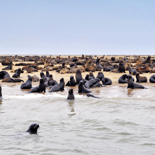 Sæler ved Namibias kyst