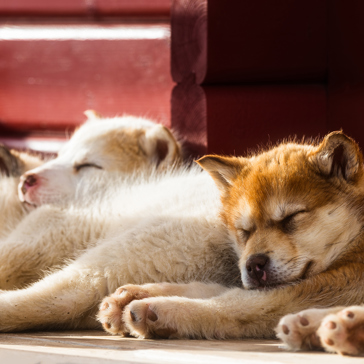 hund_03