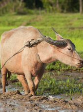 vietnam - vandboeffel_vietnam_01