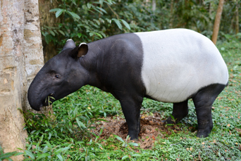malaysia - Taman negara_tapir_01