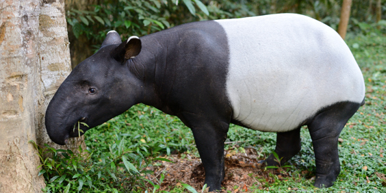 malaysia - Taman negara_tapir_01
