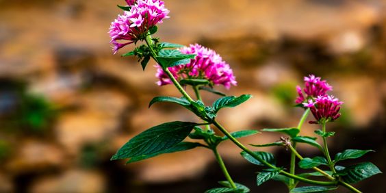 Cuba Trinidad Topes De Collantes National Park Tropical Flowers