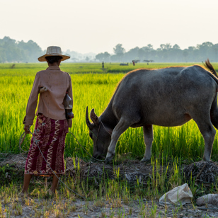 cambodia - siem reap rismark