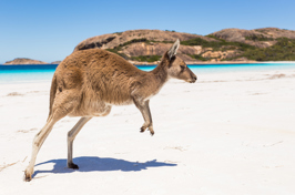 australien - kangaroo island_04