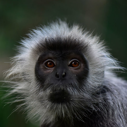 Soelvlangurer Closeup