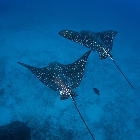costa rica - Costa Rica_dyk_02