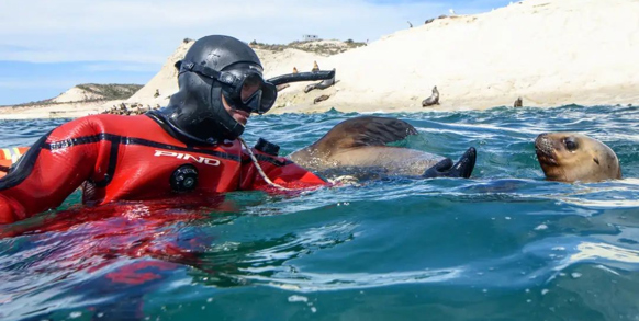 Puerto Madryn Snorkeling With Sealions 09