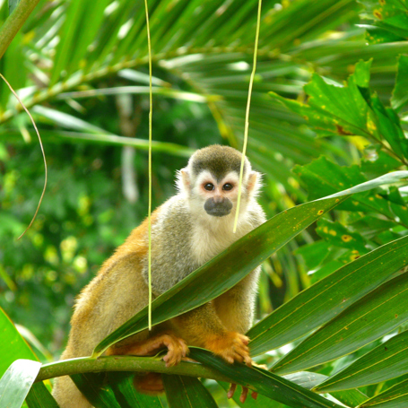 costa rica - manuel antonio national park_abe_02
